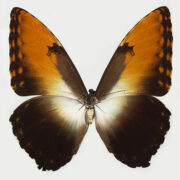 Morpho Hecuba, nymphalid butterfly | Collected: 9/1952, Para State, Brazil | Yale University: Peabody Museum of Natural History; peabody.yale.edu