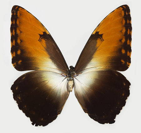 Morpho Hecuba, nymphalid butterfly | Collected: 9/1952, Para State, Brazil | Yale University: Peabody Museum of Natural History; peabody.yale.edu