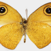 Ypthima sesara; nymphalid butterfly | Collected: 12/19/1963, Vita Levu., Fiji Islands | Yale University: Peabody Museum of Natural History; peabody.yale.edu