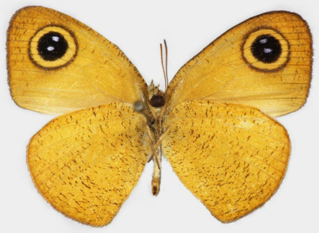 Ypthima sesara; nymphalid butterfly | Collected: 12/19/1963, Vita Levu., Fiji Islands | Yale University: Peabody Museum of Natural History; peabody.yale.edu