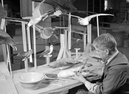 Raymond B. Potter prepares birds for mounting, 1939, American Museum of Natural History, Photographer: Charles H. Coles. Image and original data provided by Library, American Museum of Natural History