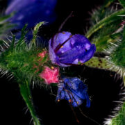 Franklin C. Daiber, Viper's Bugloss. UD Library: Franklin C. Daiber Botanical Collection