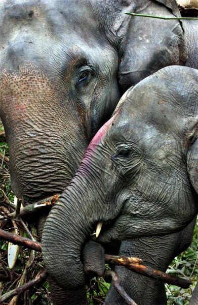 Ami Vitale. Elephants in Kaziranga National Park