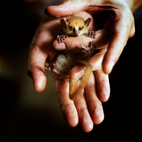 Chris de Bode. A dwarf mouse lemur