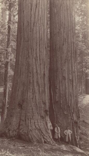 George Fiske. The Twins. Tuolumne Grove. ca. 1878-1884