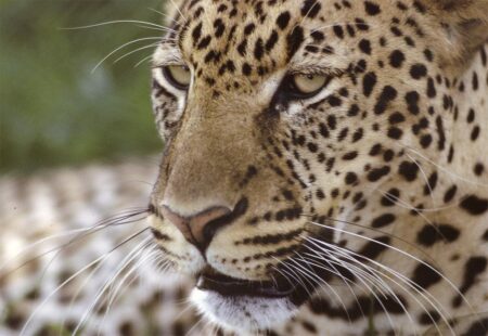 Stanley N. Botwinik. Leopard portrait.