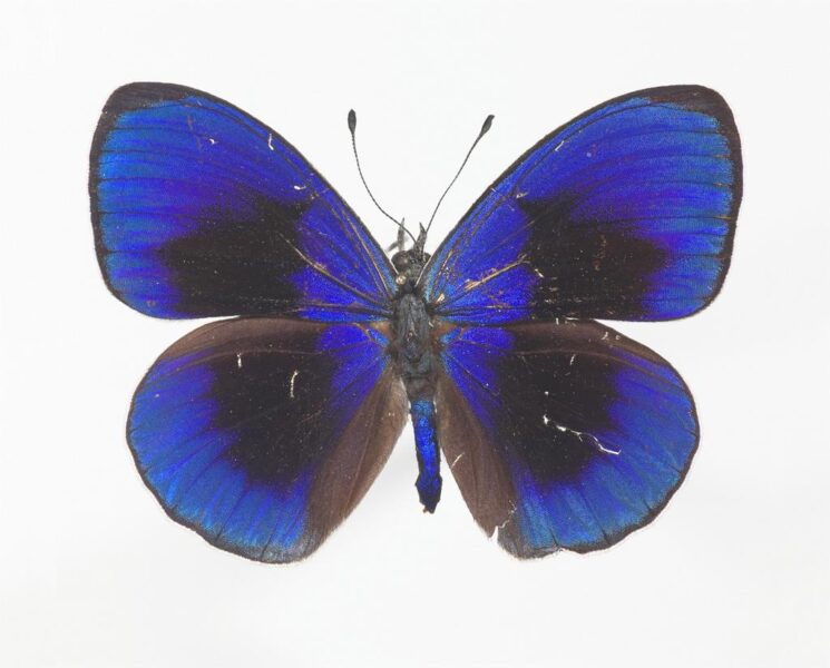 Asterope sapphira (nymphalid butterfly)