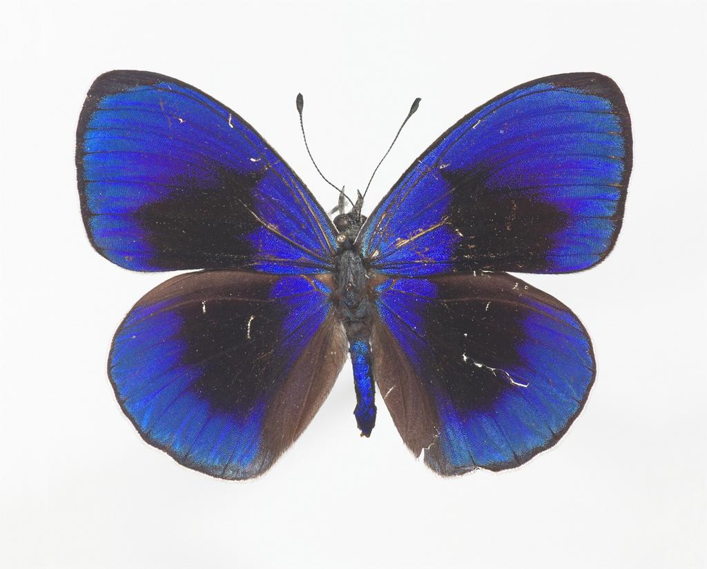 Asterope sapphira (nymphalid butterfly)