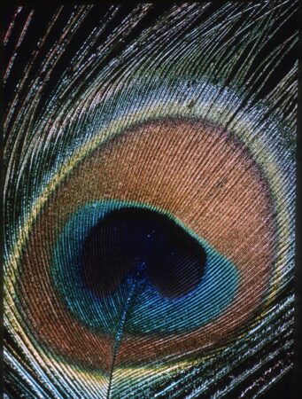 Peacock feather