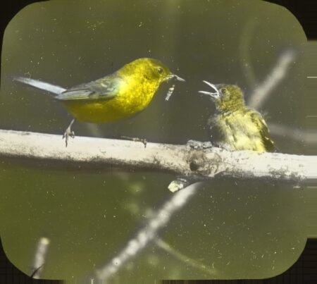 Male blue-winged Warbler and young