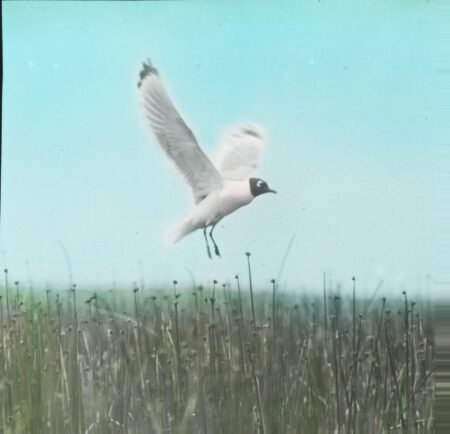 Franklin's Gull alighting at nest