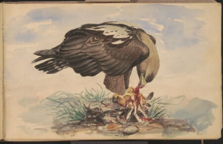 Louis Agassiz Fuertes. Imperial Eagle. Ca. 1895.