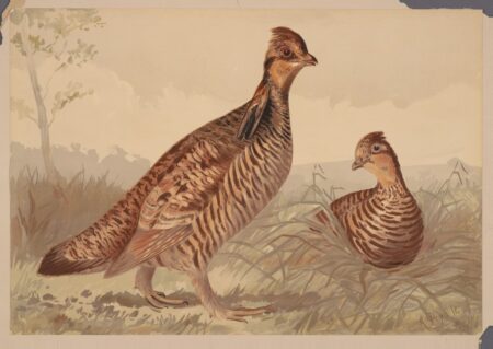 Alexander Pope, Jr. The Pinnated Grouse. 1878.