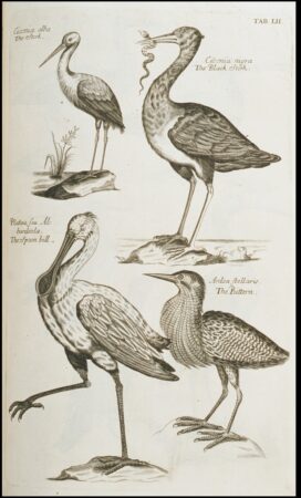 D. Emma Willughby. Ciconia alba, The Stork: Ciconia nigra, The Black Stork: Platea Feu Albardeola, The Spoon bill: Ardea Stellaris, The Bittern. 1676.