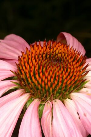 Echinacea purpurea (L.) Moench Asteraceae. Coneflower