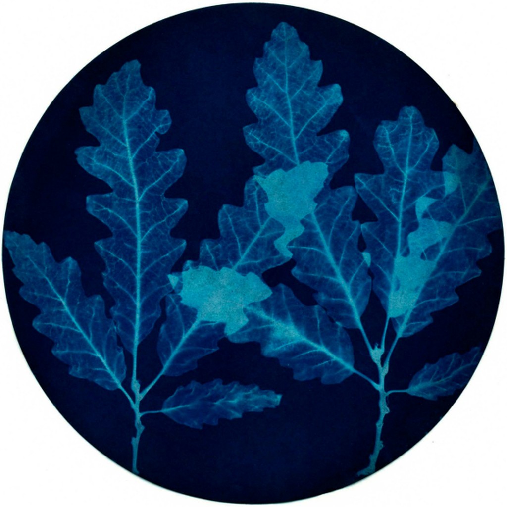 Leaf, Turkey Oak (Quercus cerris) by Ansel Oommen