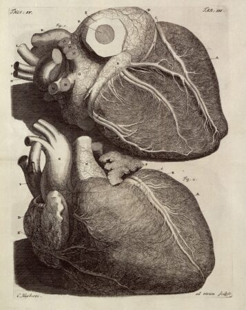 F. Ruysch, Human heart