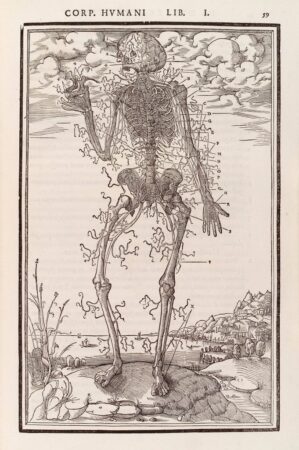 Human skeleton showing anterior nerves.