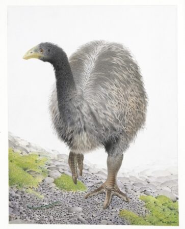 Paul Martinson. Heavy-footed Moa, 2005.