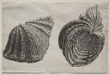 Wenceslaus Hollar. Shells: Hippopus maculatus Lam. c. 1640s.