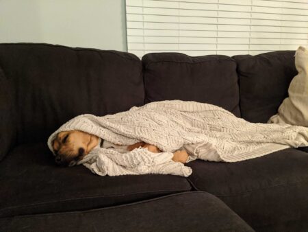 Lori Lundy. Quincy working from home.