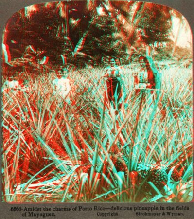 Anaglyph of "Delicious Pineapples in the Fields of Mayaguez, Puerto Rico." 2015.