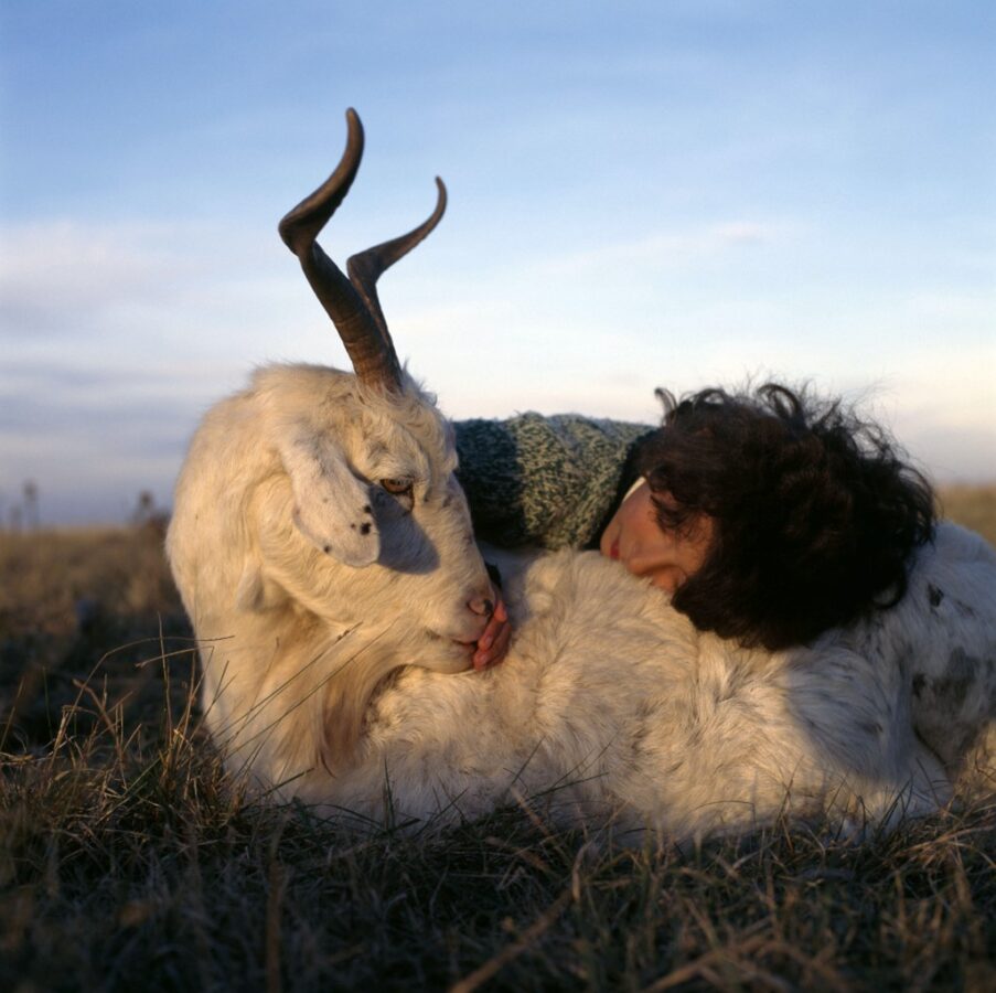 A horned goat lies in a field of grass, its head turned back to look at the child resting her head on its back and stroking its muzzle.