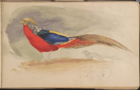 Louis Agassiz Fuertes. Golden Pheasant. c. 1895