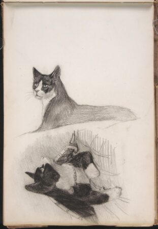 Louis Agassiz Fuertes. Cats. c. 1895