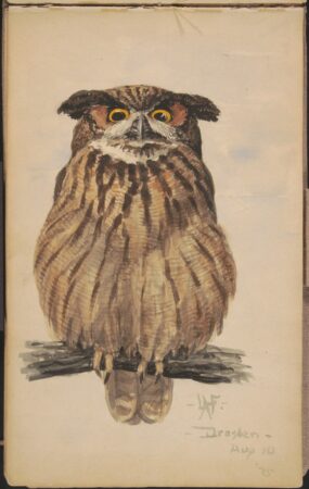 Louis Agassiz Fuertes. Owl in Dresden. August 10, 1895