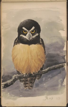 Louis Agassiz Fuertes. Spectacled Owl. August 10, 1895