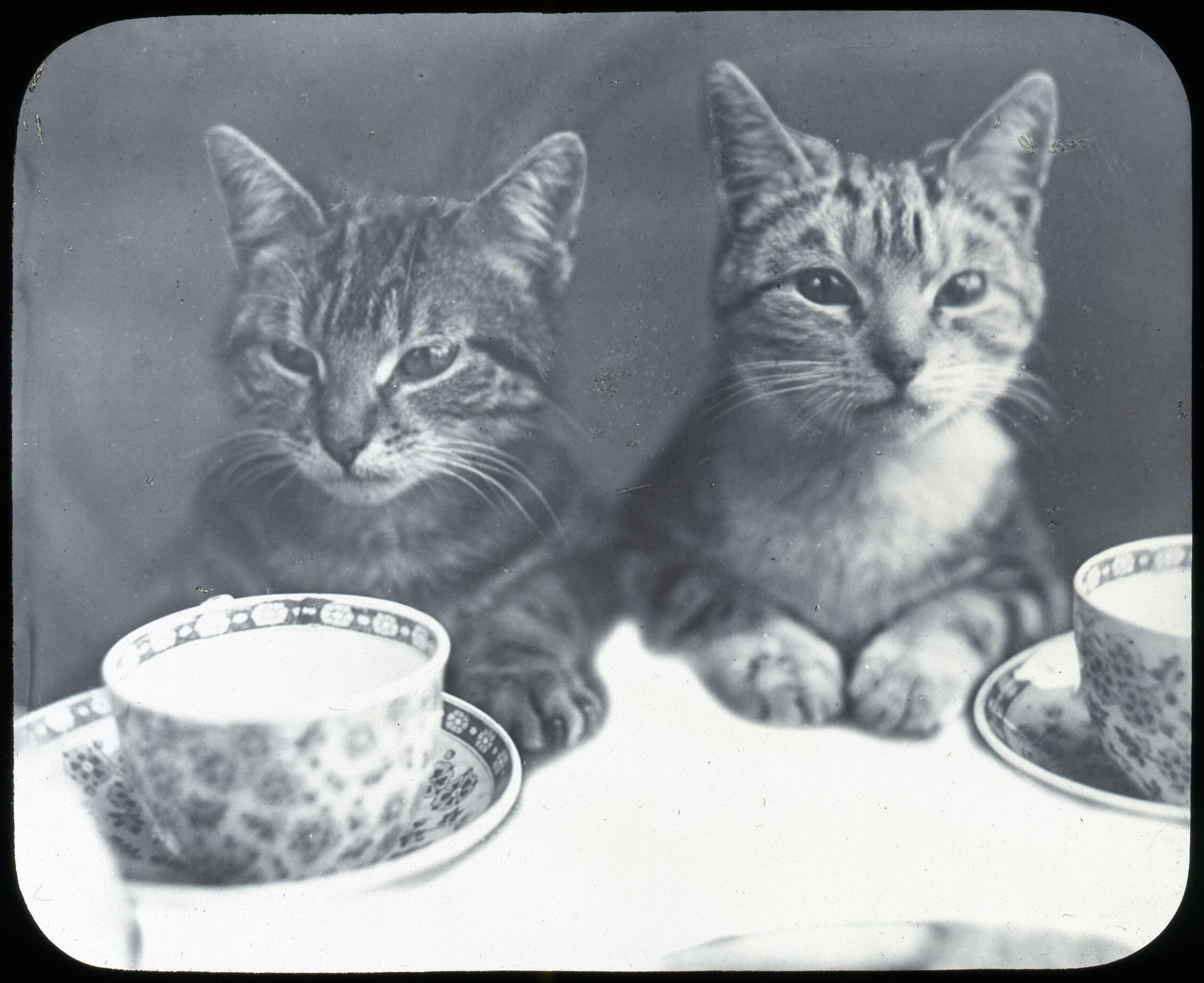Meowsterpieces: Celebrating International Cat Day with JSTOR’s finest feline finds