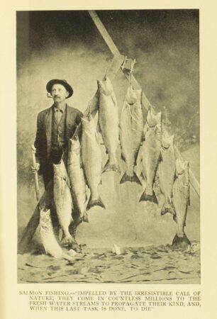 This is a black-and-white historical photograph depicting a man standing beside a display of freshly caught salmon, which are strung up on a wooden rack. The man is wearing a hat, a pipe in his mouth, and a casual suit, holding what appears to be a fishing tool. The caption below reads: "Salmon fishing.—'Impelled by the irresistible call of nature, they come in countless millions to the fresh water streams to propagate their kind, and, when this last task is done, to die.'" This image captures the essence of early 20th-century salmon fishing practices and reflects on the natural life cycle of salmon.