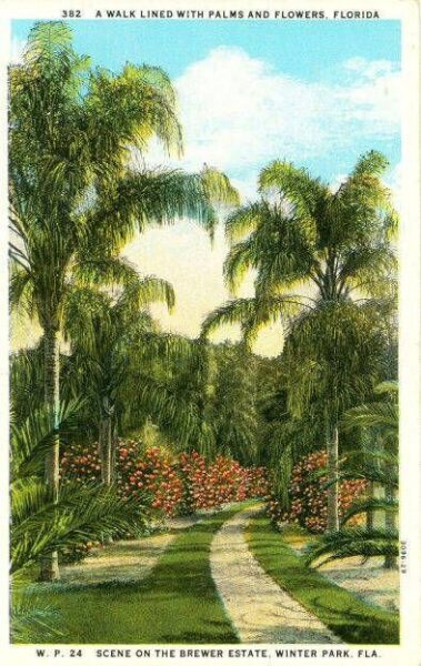 A vintage postcard illustration of a walkway lined with tall palm trees and colorful blooming flowers at the Brewer Estate in Winter Park, Florida. The path curves gently into the lush landscape under a bright blue sky. Text at the top reads “A Walk Lined with Palms and Flowers, Florida.” Courtesy of the Rollins College Archives.