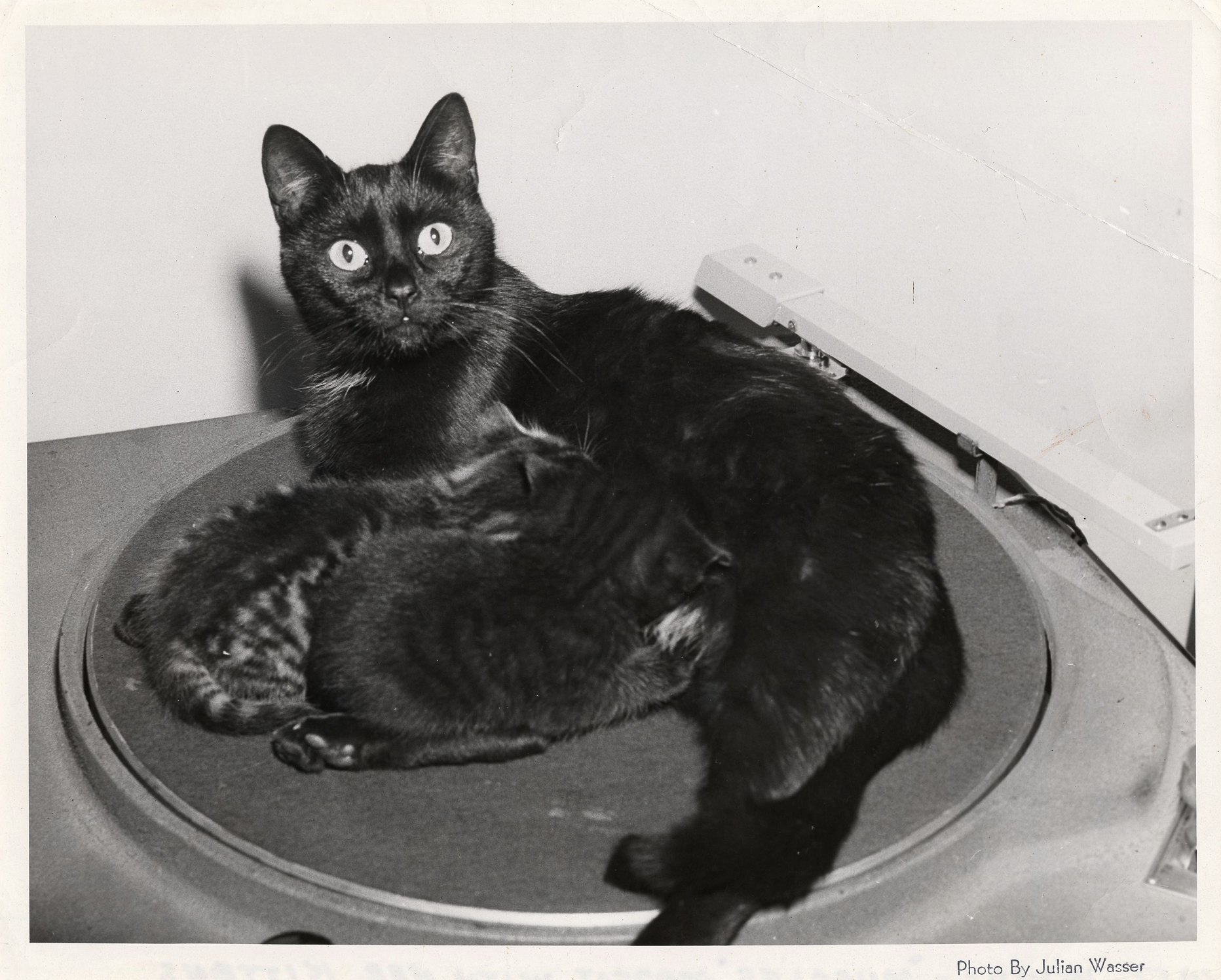 Black-and-white photo of a black cat nursing kittens on a circular platform, looking toward the camera; lower-right corner includes the credit “Photo by Julian Wasser.”